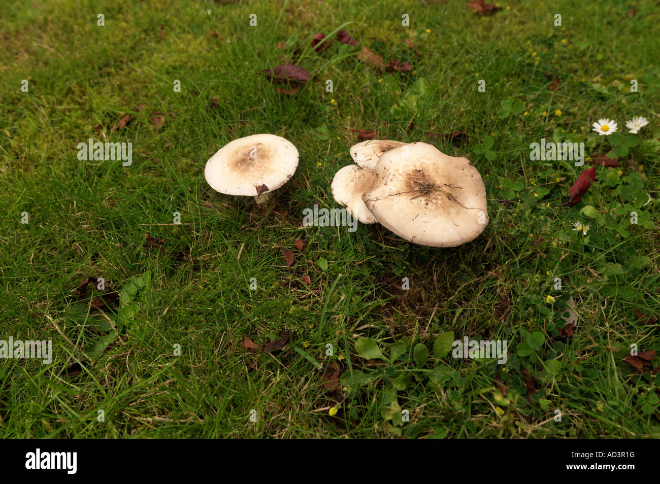 Toadstools On Grass Fungi Marasmius Oreades Stock Photo