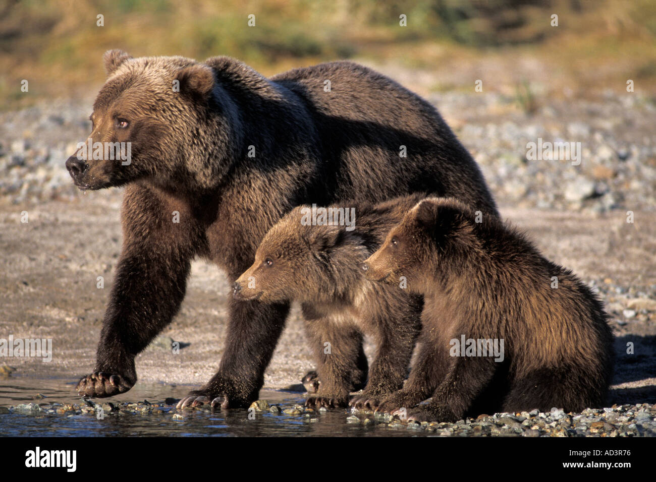 brown bear Ursus arctos grizzly bear Ursus horribils sow with cubs ...