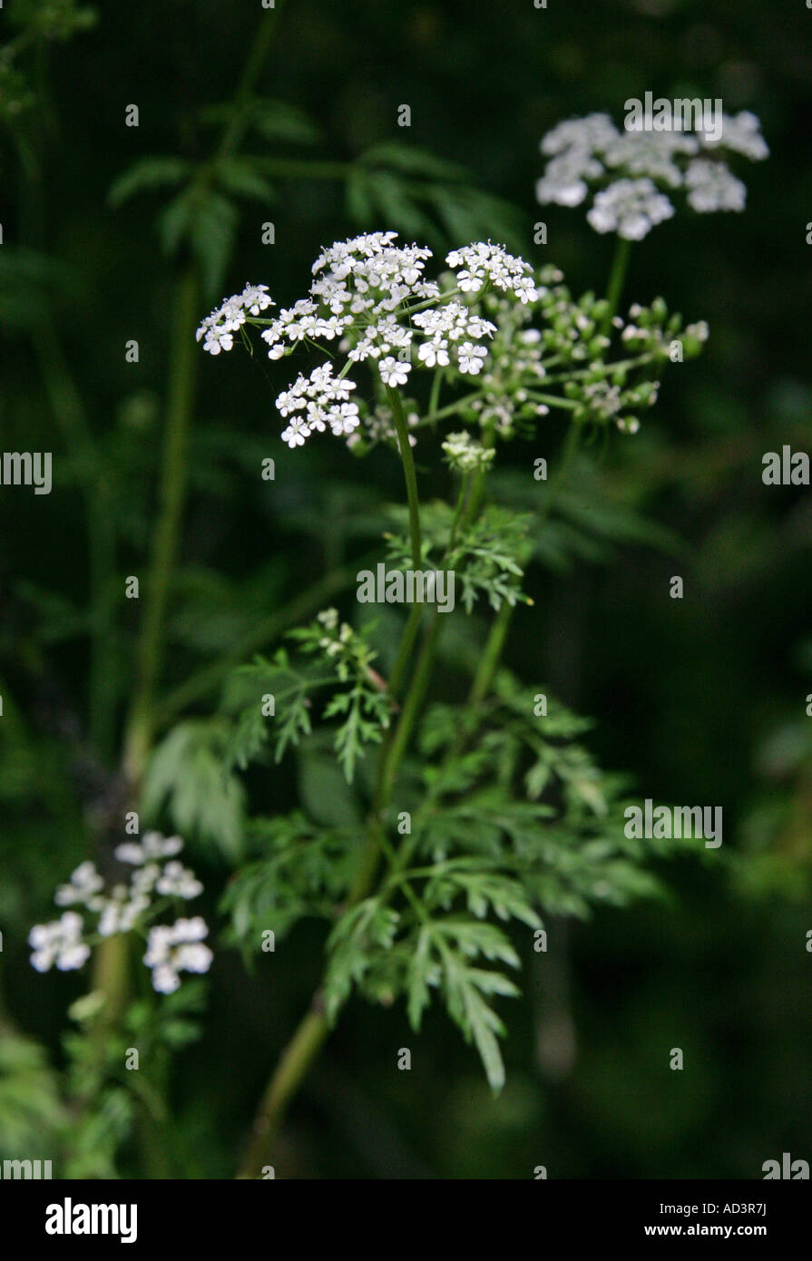 Fools Parsley, Aethusa cynapium, Apiaceae, Umbelliferae Stock Photo - Alamy