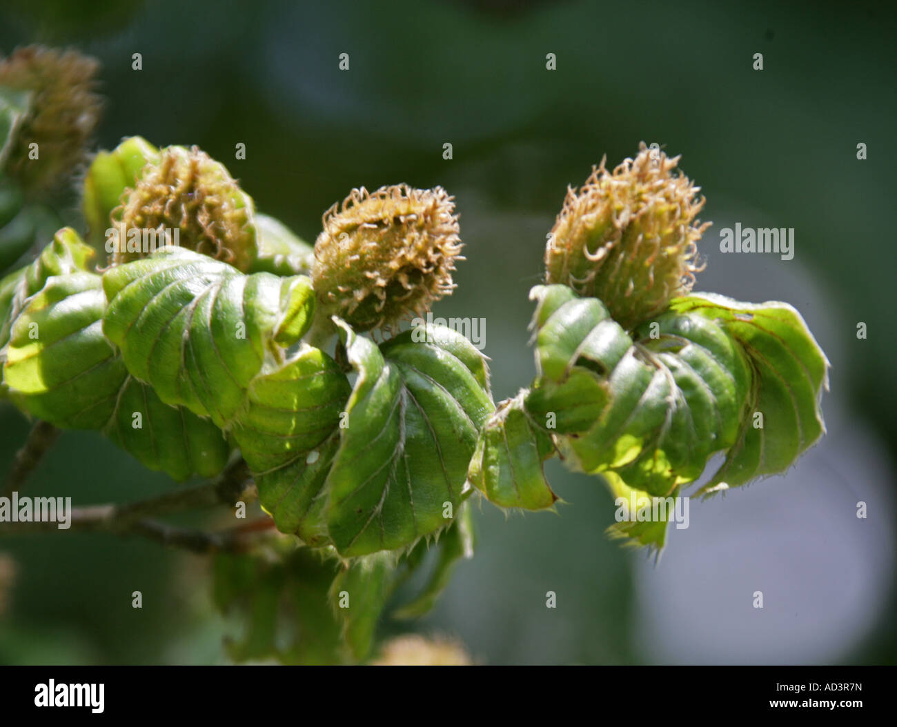 Beech Mast Fagus sylvatica Stock Photo