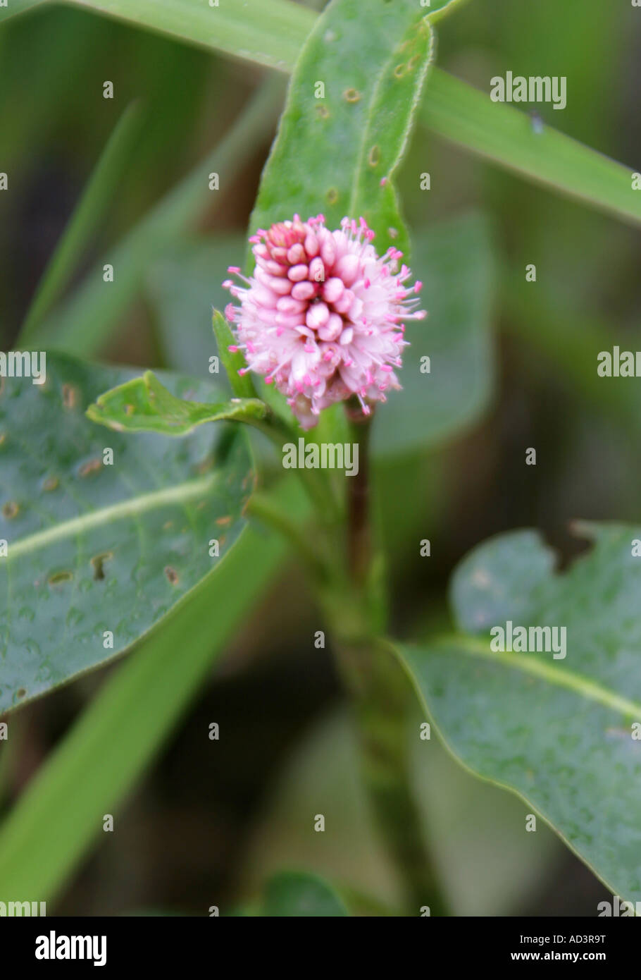 Amphibious Bistort, Persicaria amphibium, Polygonaceae Stock Photo