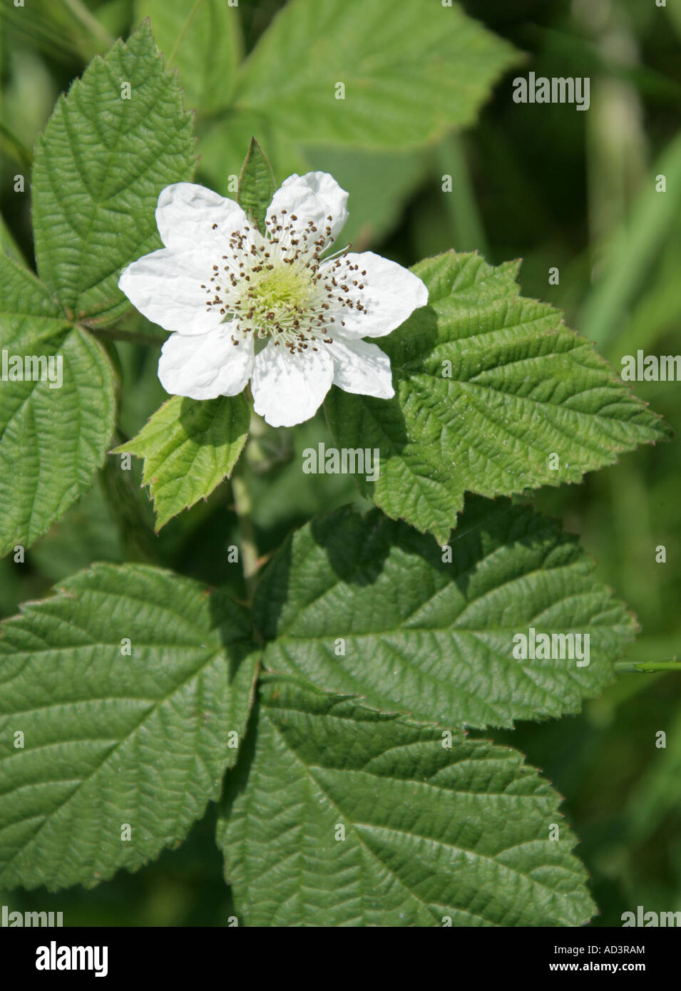 Bramble or Blackberry Flower, Rubus fruticosus, Rosaceae Stock Photo