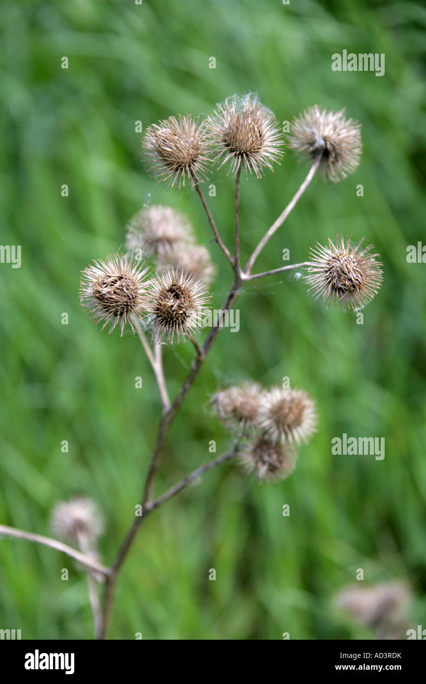 Lesser Burdock Seed Heads, Arctium minus, Asteraceae, Compositae Stock Photo