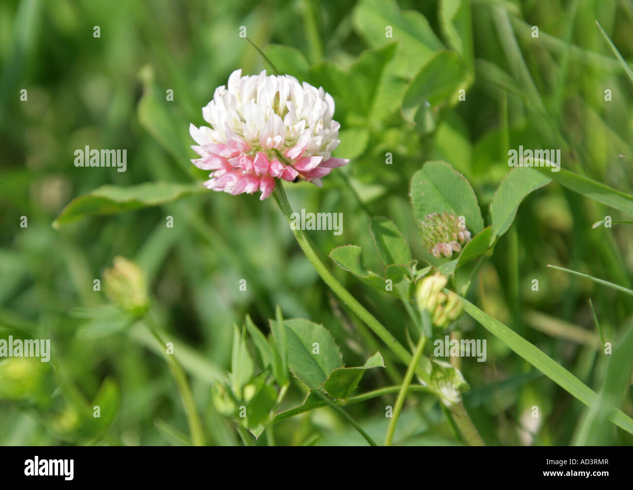 White Clover, Trifolium repens, Fabaceae (Leguminosae) Stock Photo