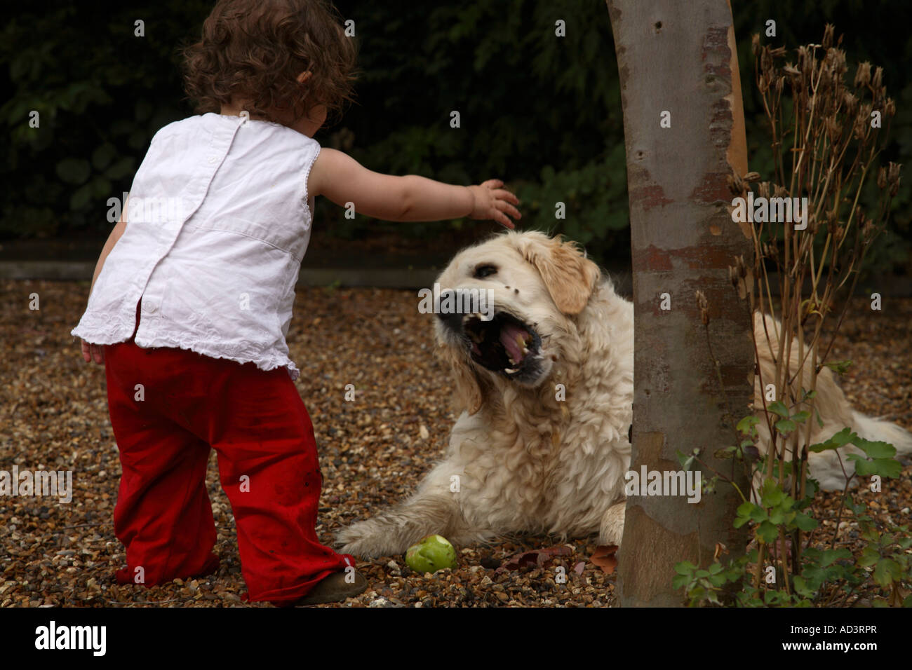 Small Girl Playing with Dog in Garden Stock Photo - Alamy