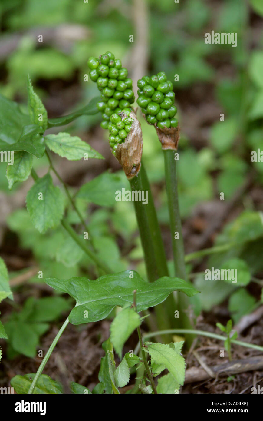 Cuckoo Pint, Arum maculatum, Araceae. Also Known as Lords and Ladies