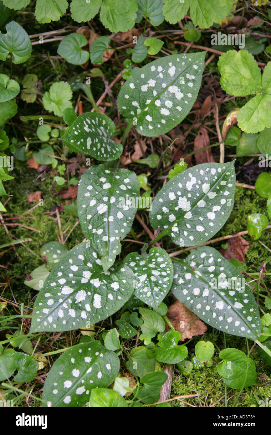 Lungwort Pulmonaria officinalis Boraginaceae Stock Photo