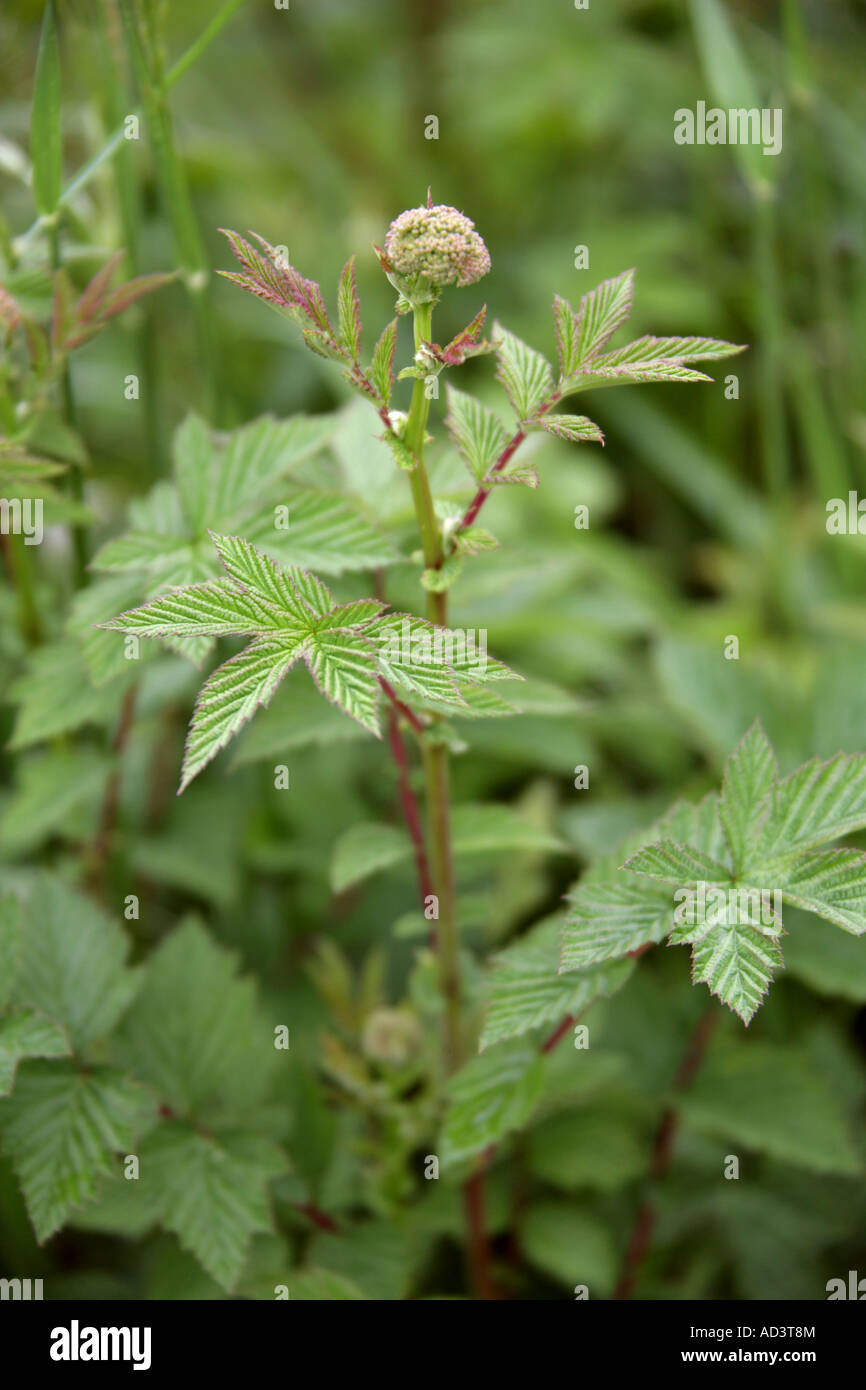 Meadowsweet Filipendula ulmaria Rosaceae Stock Photo Alamy