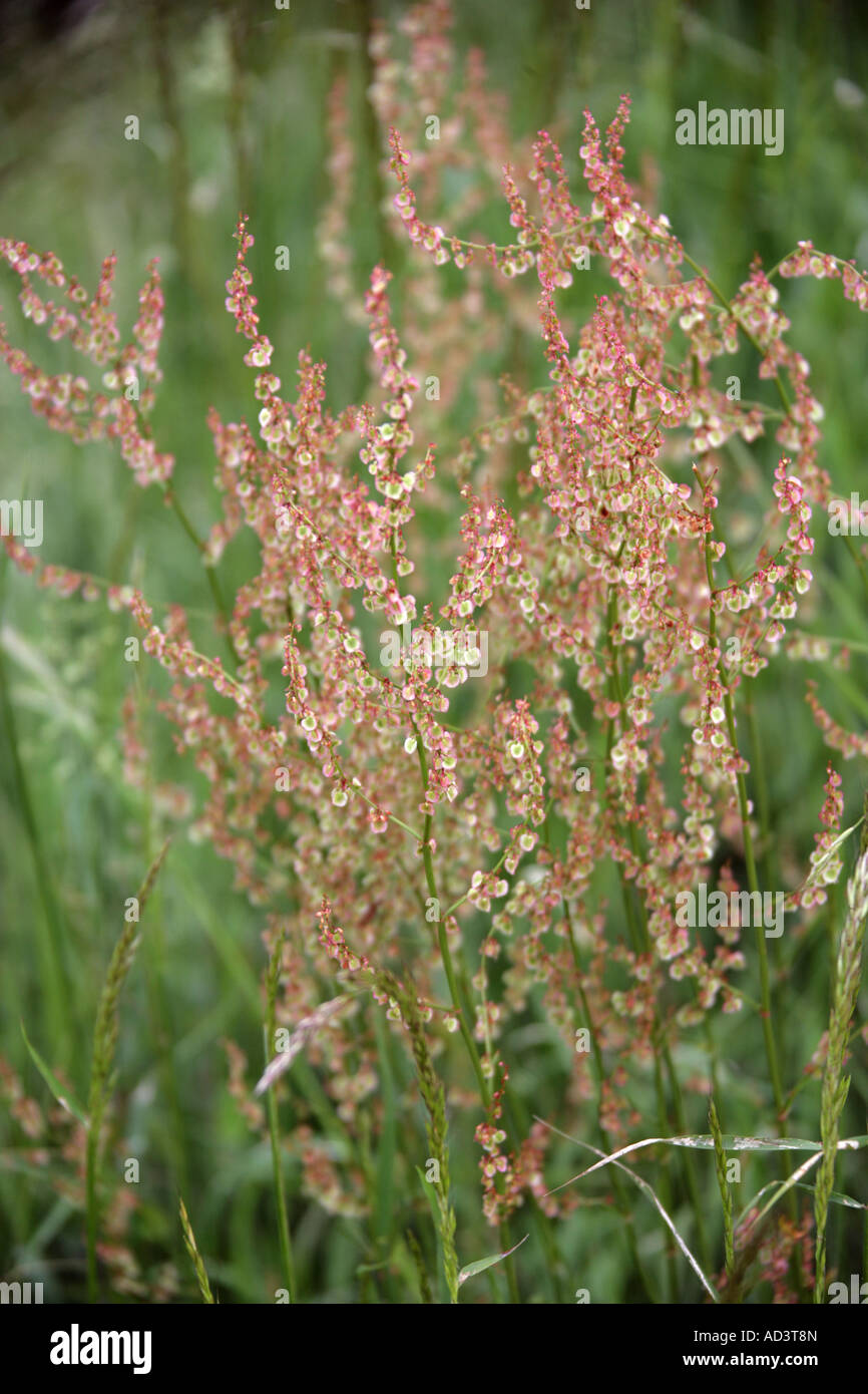 Common Sorrel rumex acetosa Polygonaceae Stock Photo