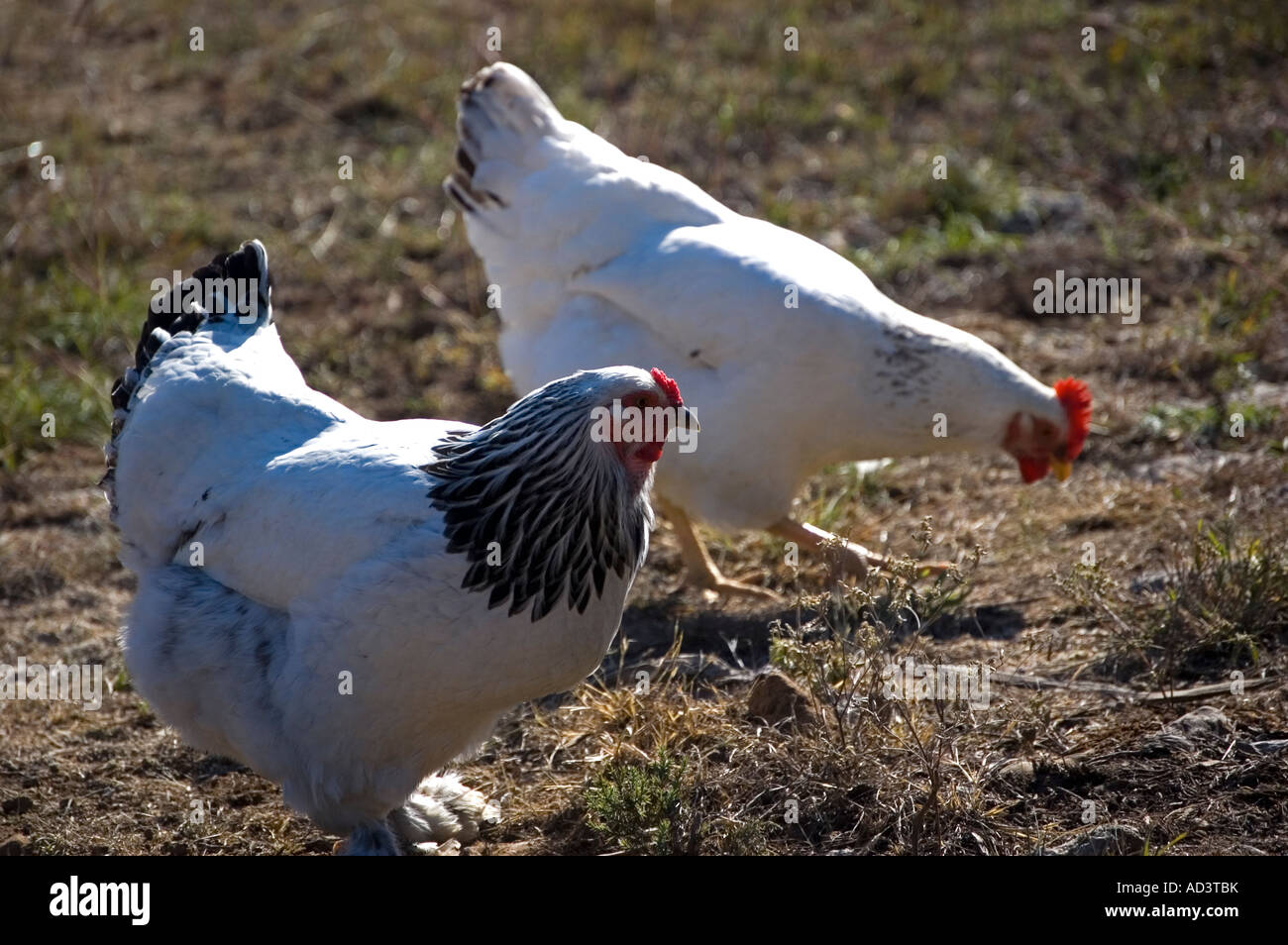 Rooster with chickens hi-res stock photography and images - Alamy