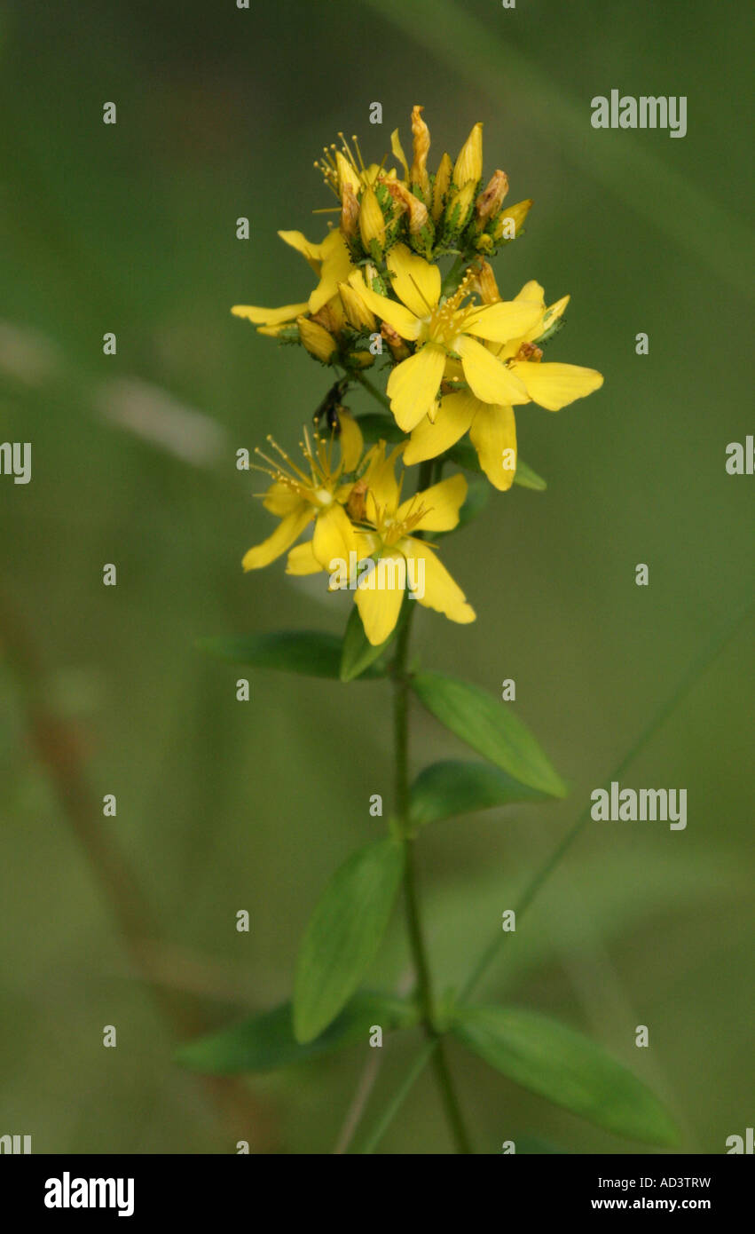 Slender St Johns Wort, Hypericum pulchrum, Hypericaceae Stock Photo