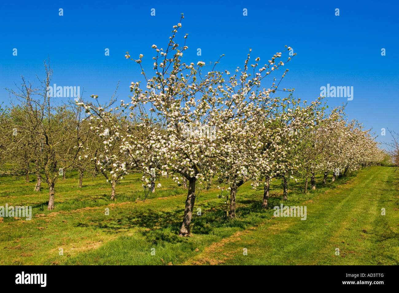 Spring blossom in Stewley cider apple orchard near Taunton Somerset England Stock Photo