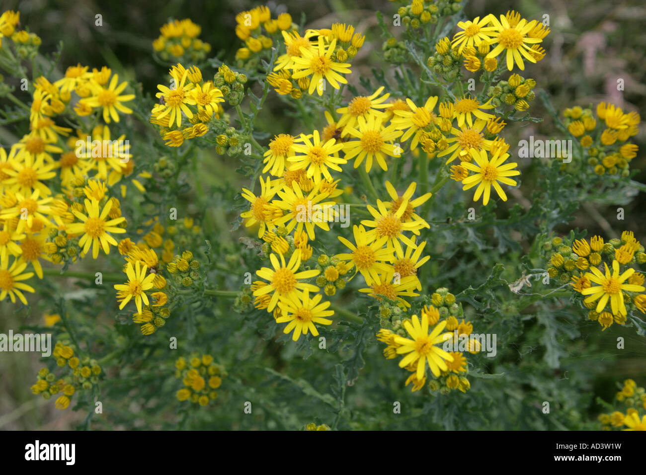 Ragwort, Senecio jacobaea, Asteraceae (Compositae). Stock Photo