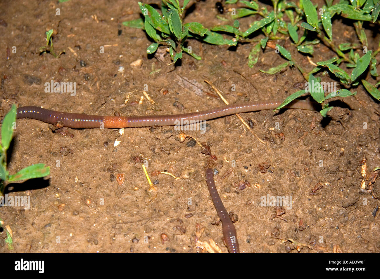 Earthworm worm hi-res stock photography and images - Alamy