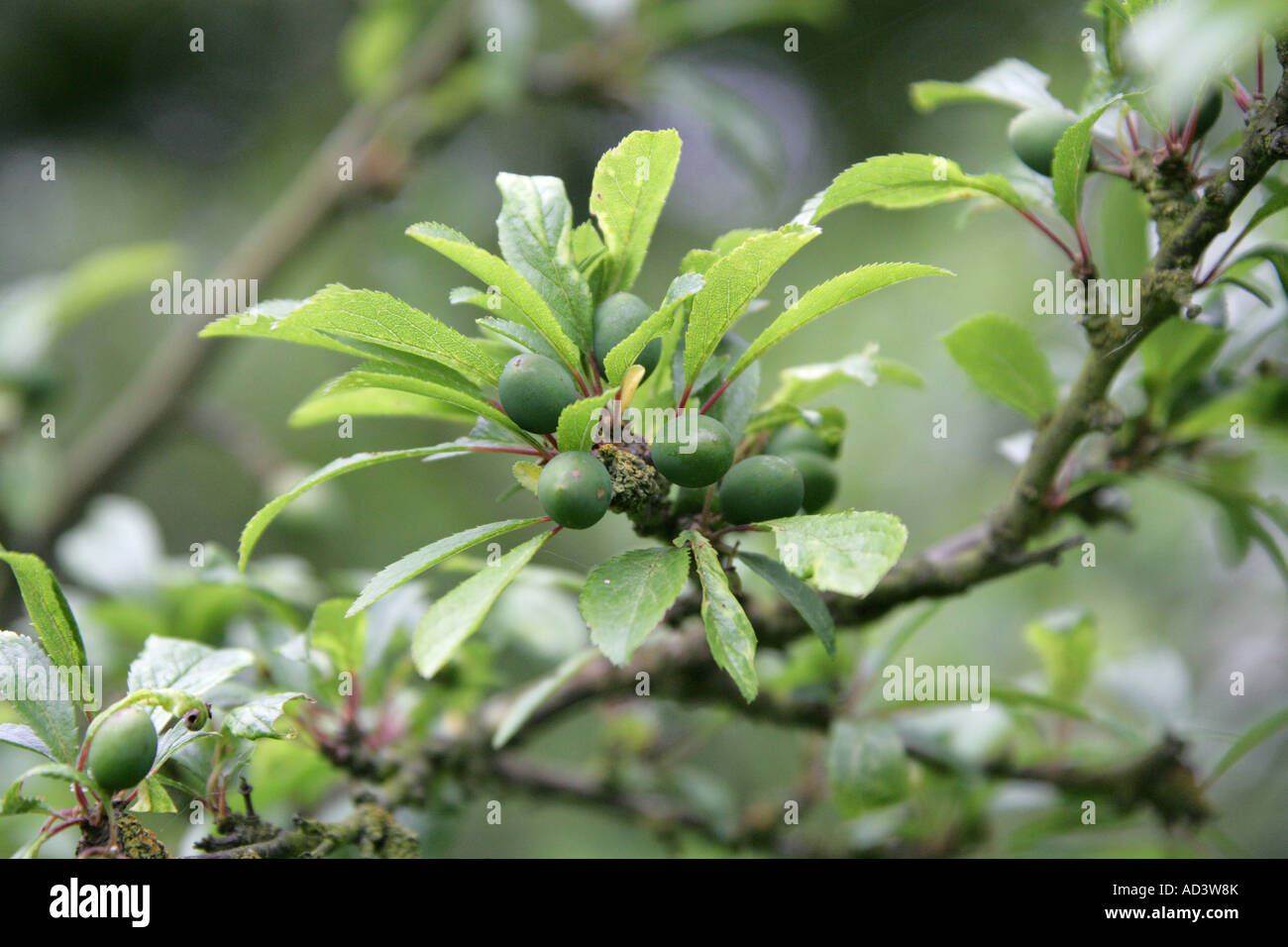 Sloe Unripe Fruit of the Blackthorn Tree Prunus spinosa Stock Photo