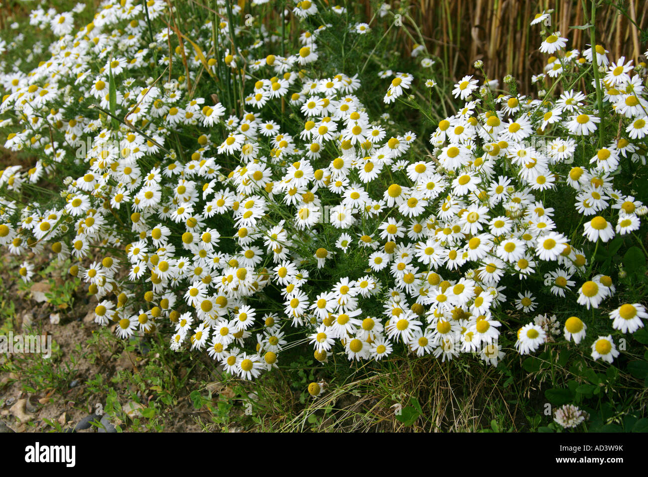 Scentless Mayweed, Matricaria perforata or Tripleurospermum inodorum or  Tripleurospermum perforatum, Asteraceae Stock Photo - Alamy