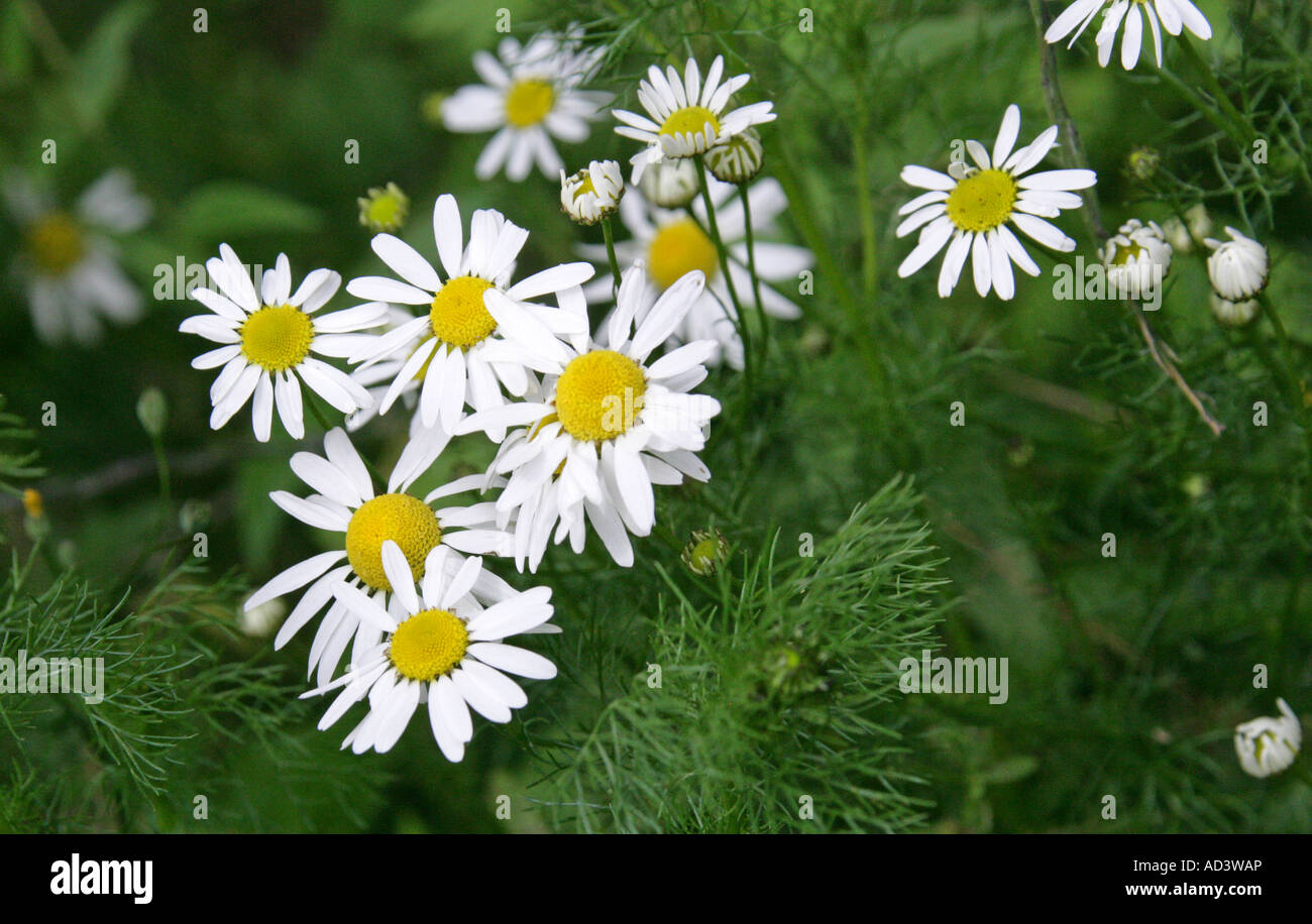 Scentless Mayweed, Matricaria perforata or Tripleurospermum inodorum or Tripleurospermum perforatum, Asteraceae Stock Photo