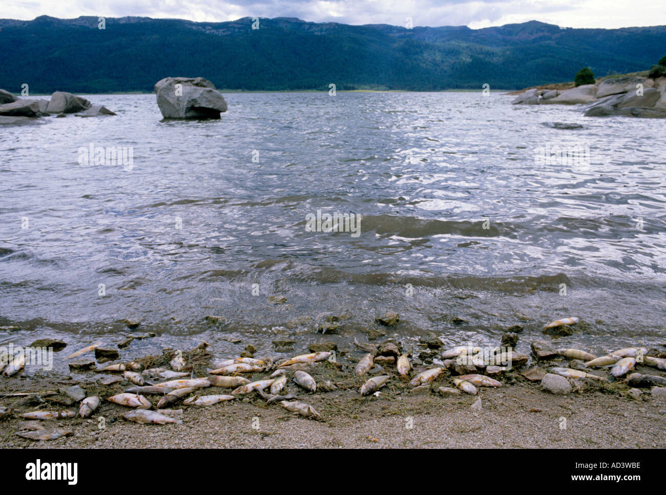 Fish kill Lake Cascade Idaho Stock Photo Alamy