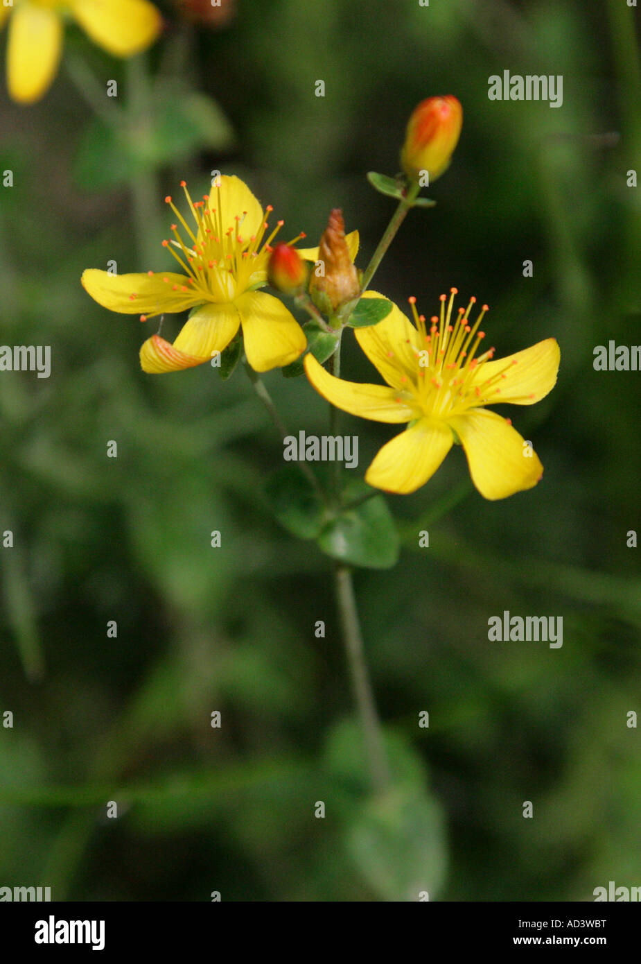 Slender St Johns Wort, Hypericum pulchrum, Hypericaceae. Stock Photo