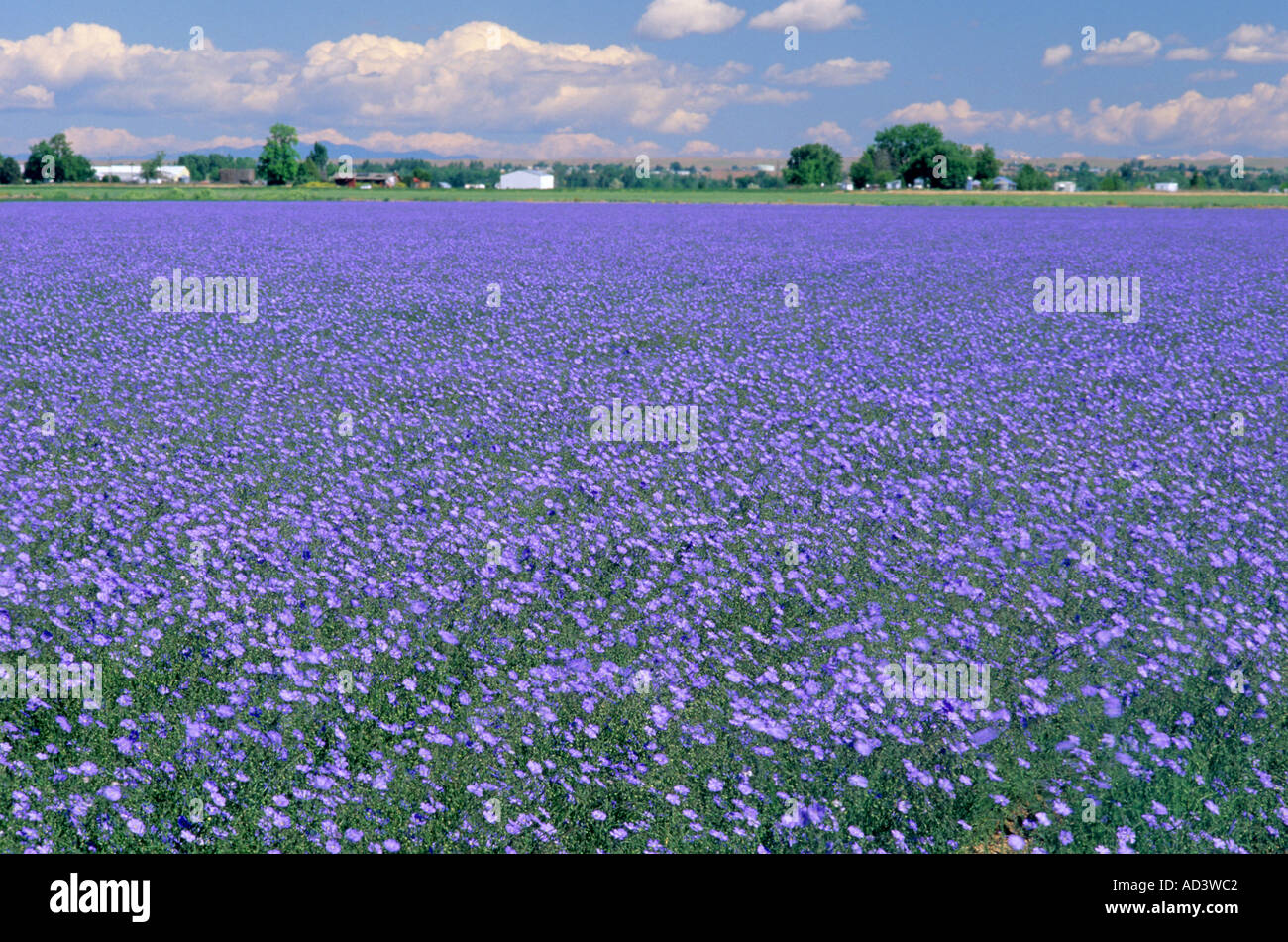 Blue flax seed crop in Idaho Stock Photo 4341185 Alamy