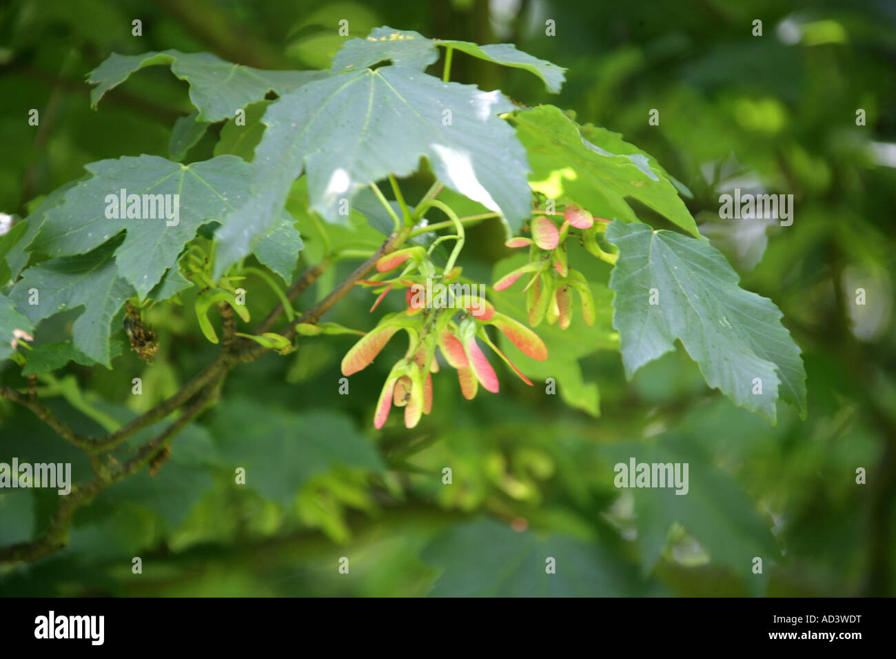 Sycamore Tree Seeds, Acer pseudoplatanus Stock Photo Alamy
