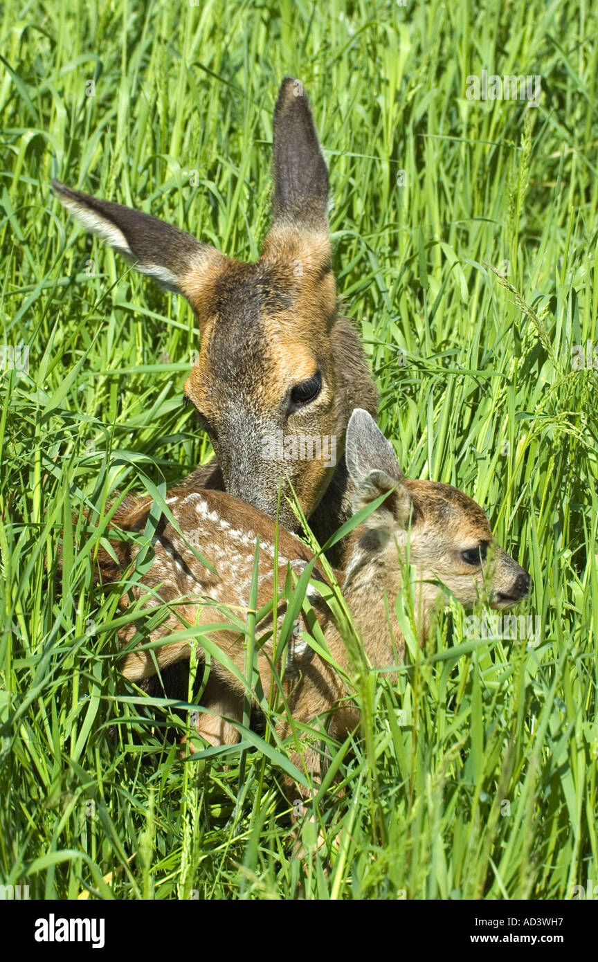 Roe deer fawn woodland uk hi-res stock photography and images - Alamy