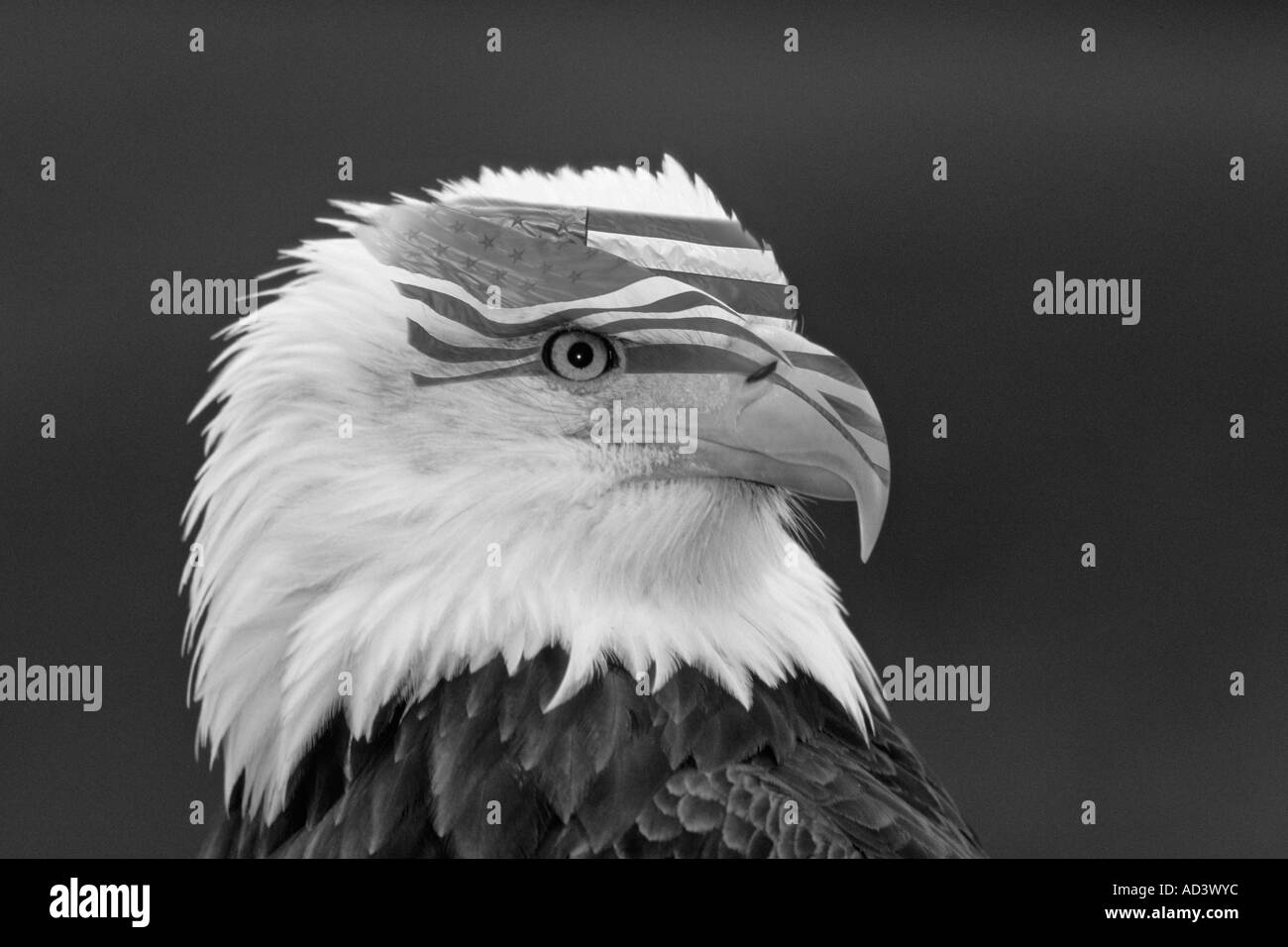 Closeup portrait of bald eagle and American Flag-Note-Digital effects applied to image. Captive subject. Stock Photo