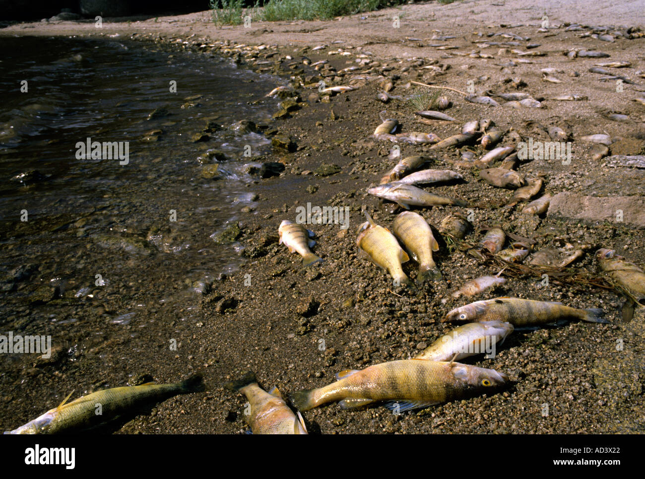Fish kill Lake Cascade Idaho Stock Photo Alamy