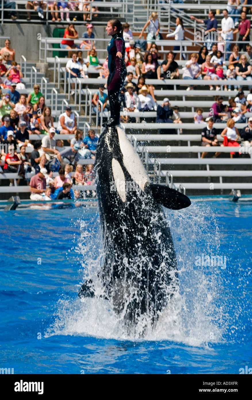 Trainer rides atop Killer Whale, Sea World, San Diego California USA Stock Photo