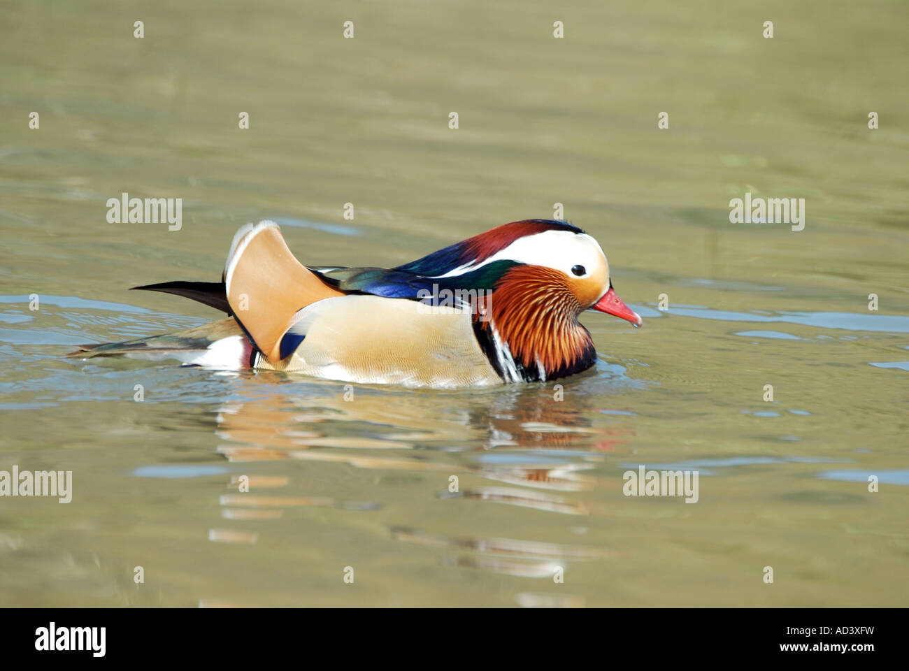 Mandarin Duck swimming in open water Stock Photo - Alamy