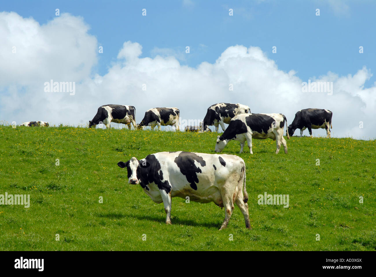 Herd of Cows Friesian Holstein Grazing Stock Photo - Alamy