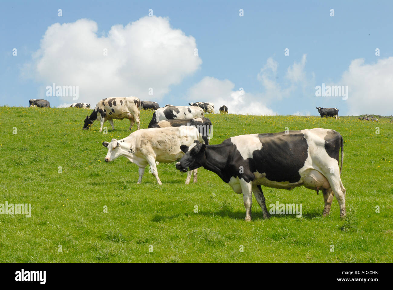Herd of Cows Friesian Holstein Grazing Stock Photo - Alamy