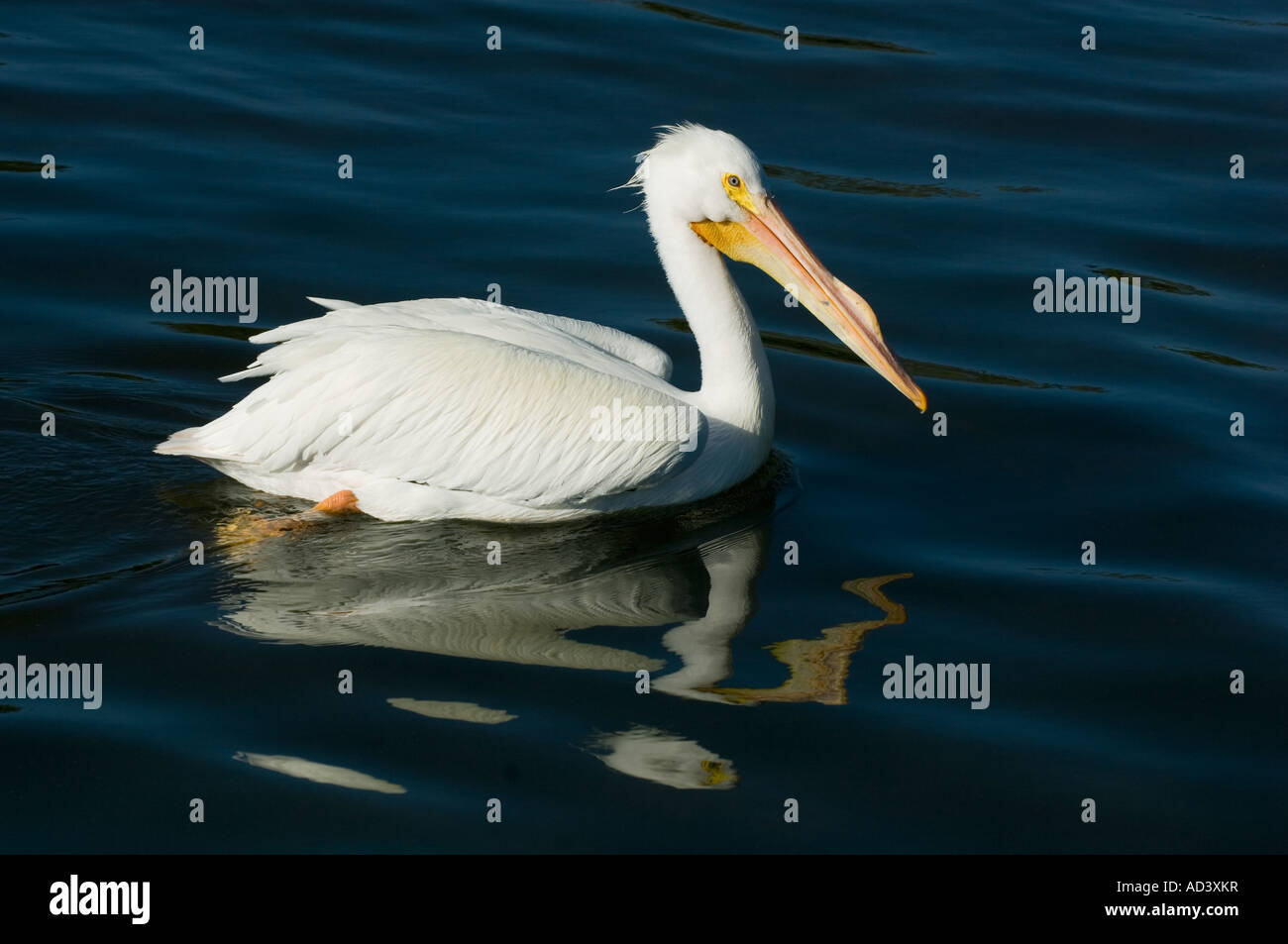 American White Pelican (Pelecanus erythrorhynchos) West Coast,  Florida, USA Stock Photo