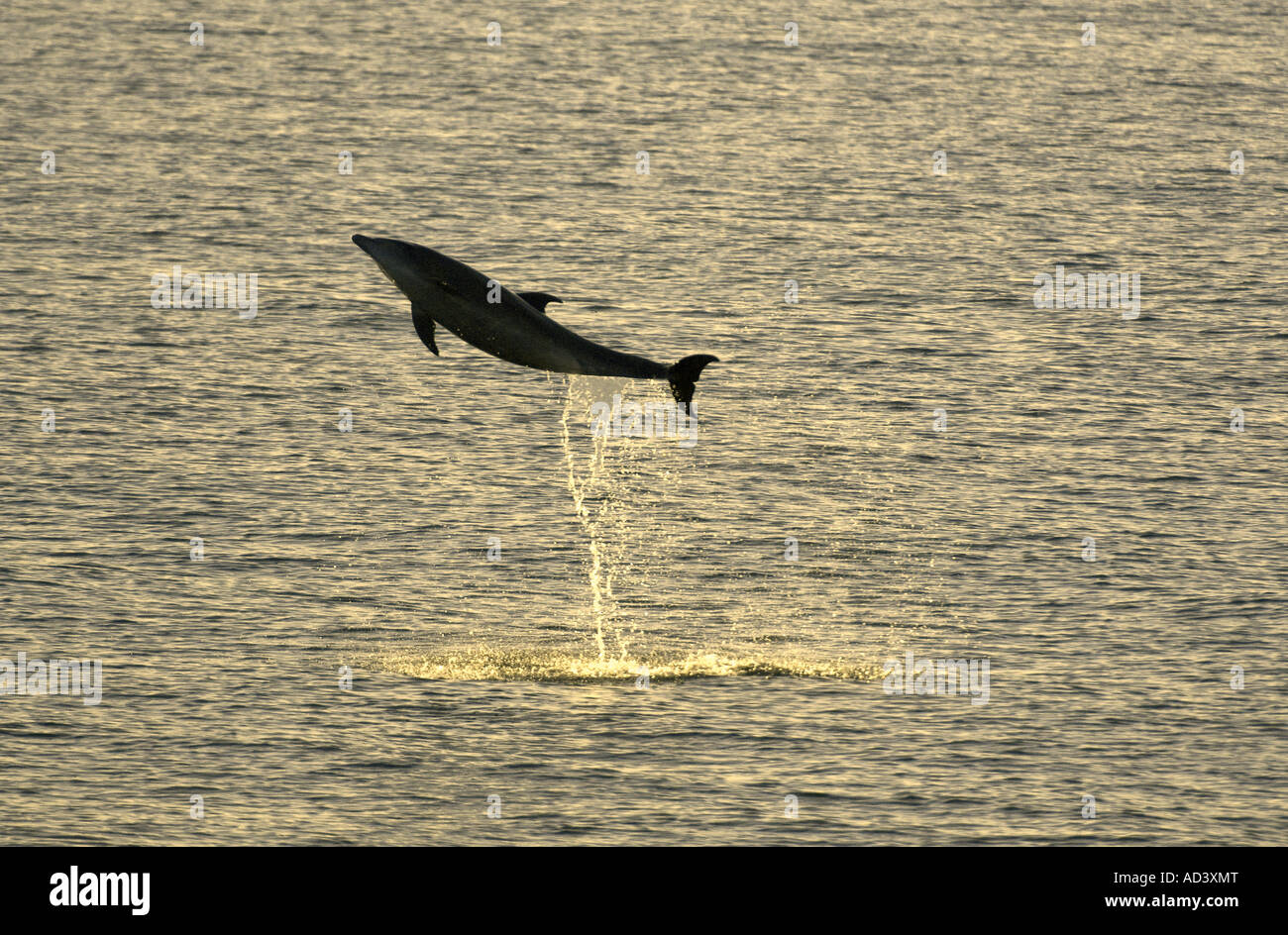 Long-beaked Common Dolphin (Delphinus capensis) Leaping, Sea of Cortes, Baja California, MEXICO Stock Photo