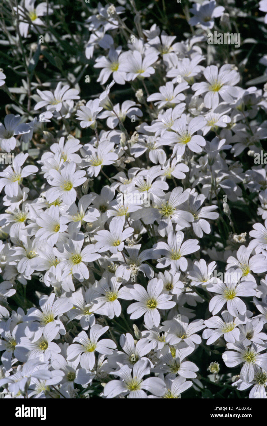 Cerastium tomentosum Stock Photo