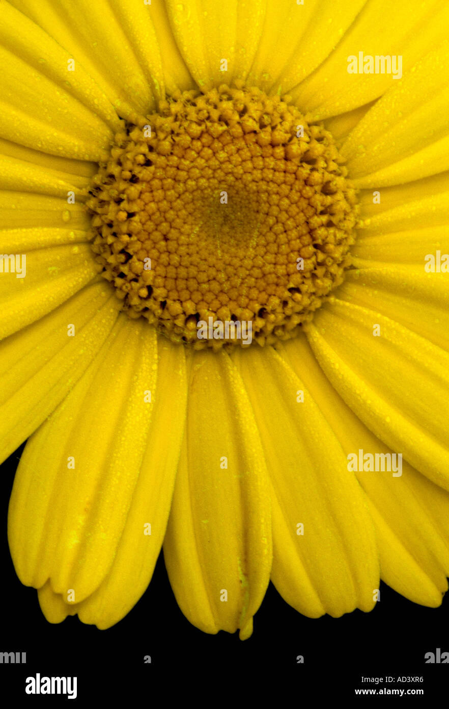 Chrysanthemum coronarium corolla - flower - yellow daisy close up Stock Photo
