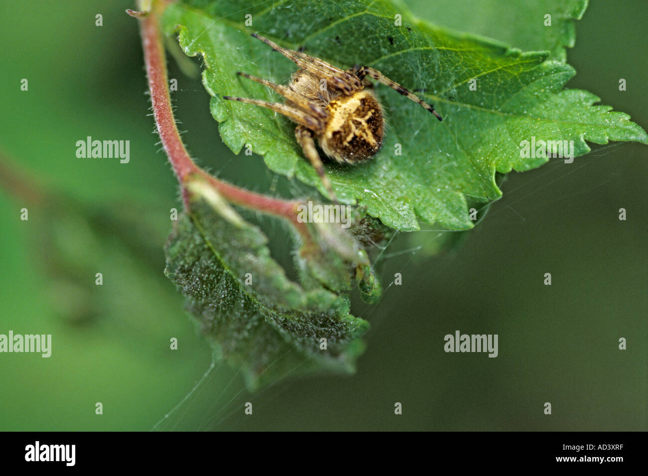 Euophrys sp Stock Photo