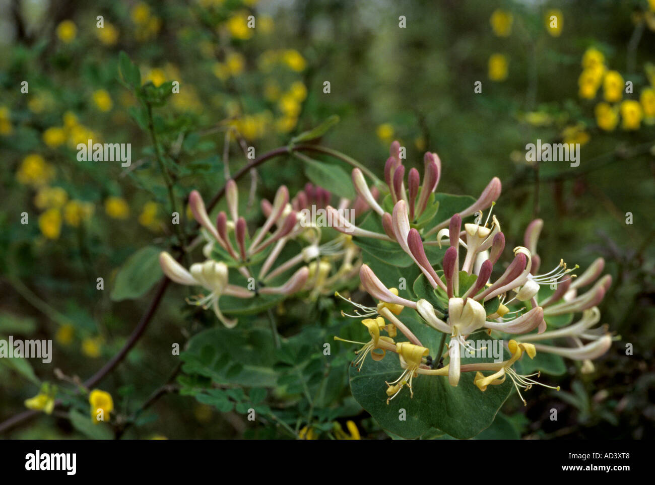 Lonicera caprifolium - Honeysuckle Stock Photo