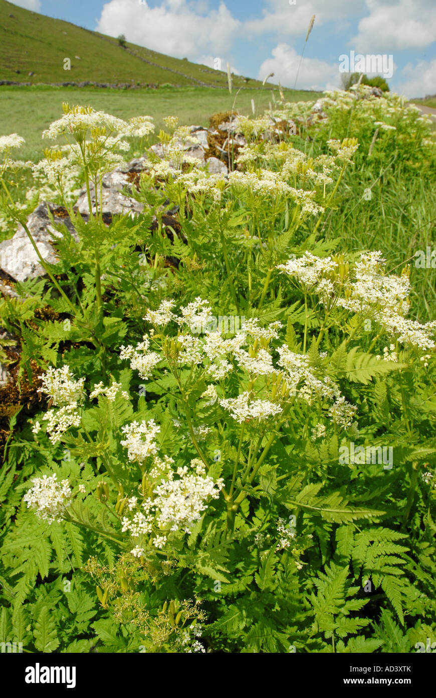 Roadside verge decorated with Sweet Cicely Stock Photo