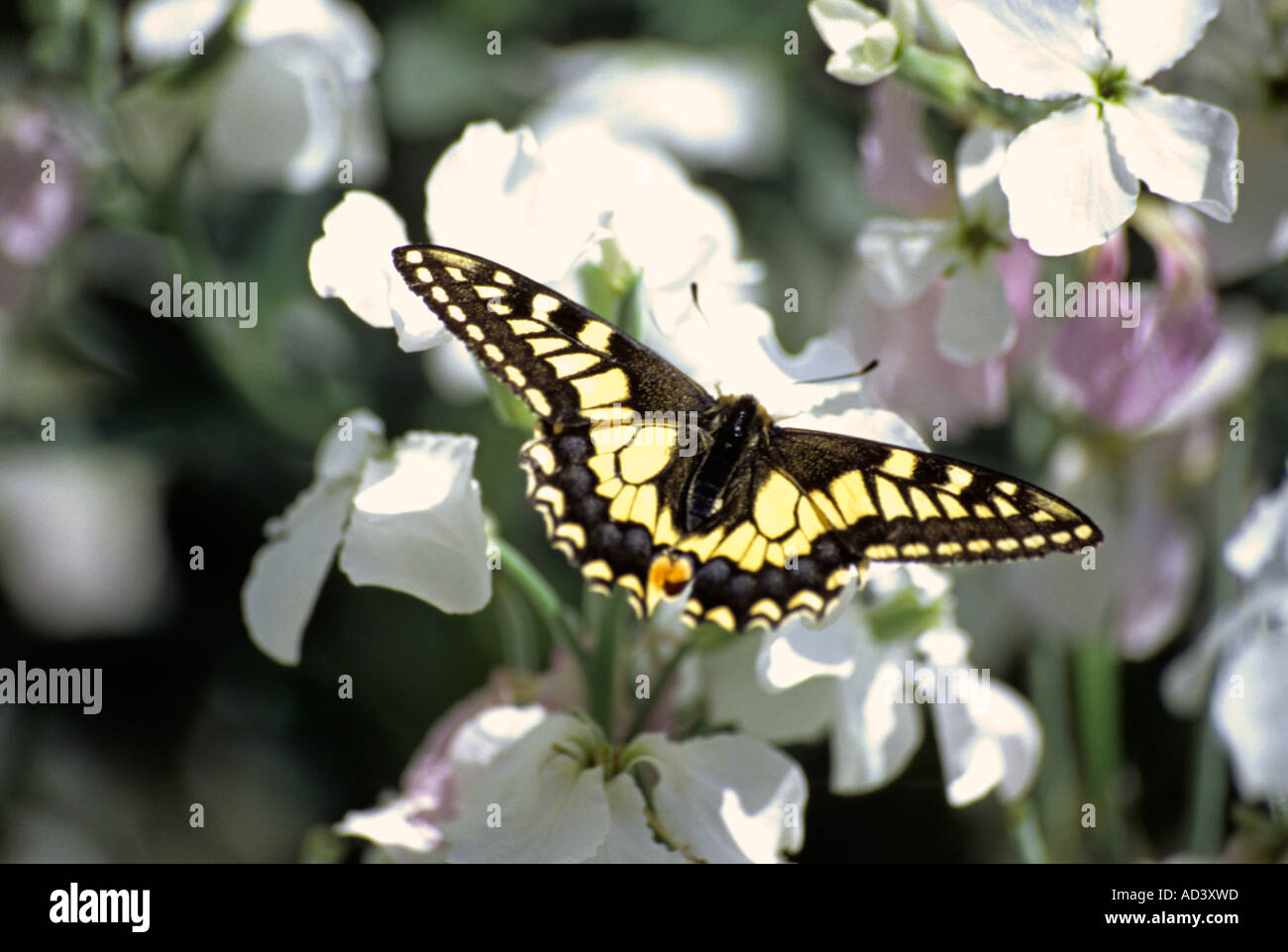 Papilio Machaon -  Swallowtail Stock Photo