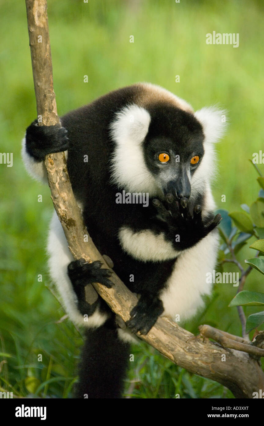 Black and White Ruffed Lemur (Varecia variegata) Madagascar CAPTIVE Endangered Stock Photo