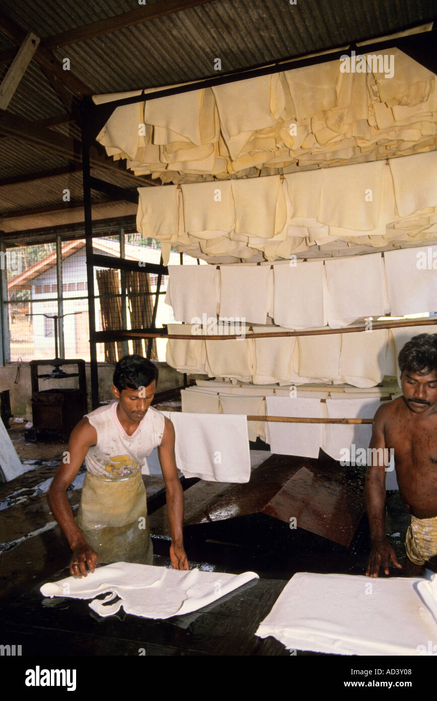 Processing raw latex in Malaysia Sheets of raw latex are draped on racks for curing after acid bath  Stock Photo