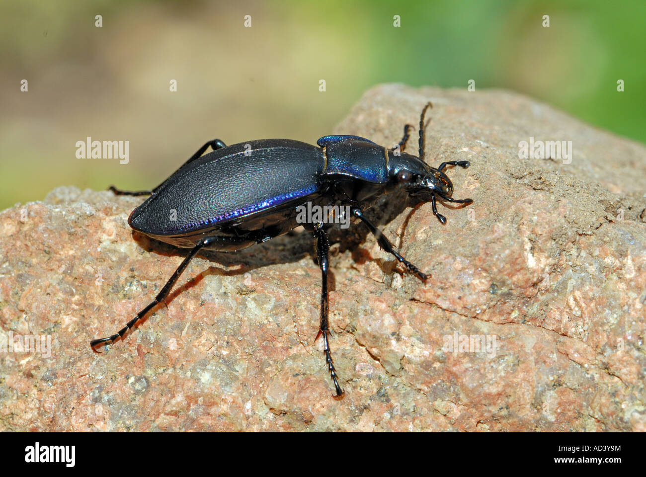 Perfect specimen of a Violet Ground Beetle Stock Photo