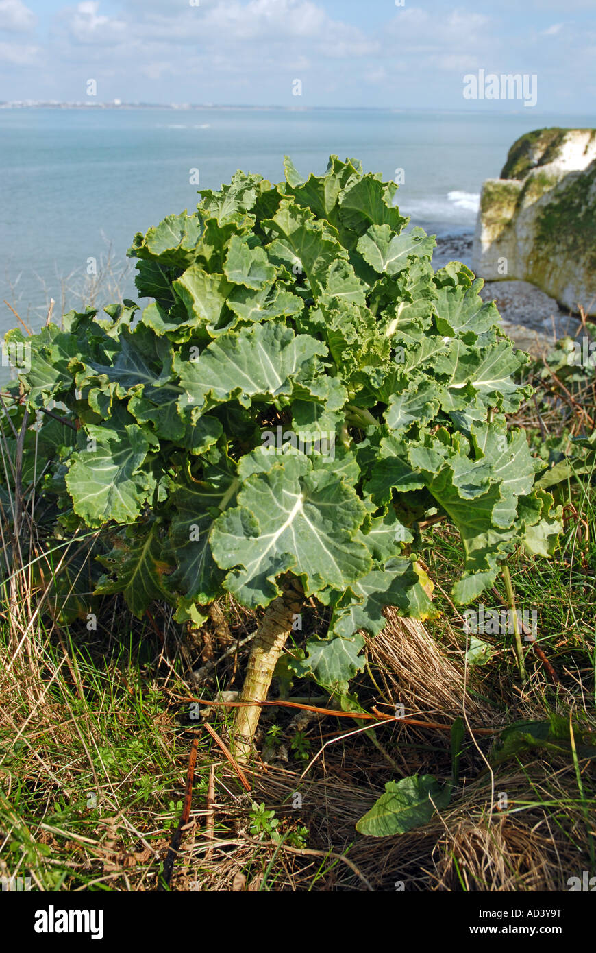 Sea Kale on coastal cliffs Stock Photo Alamy