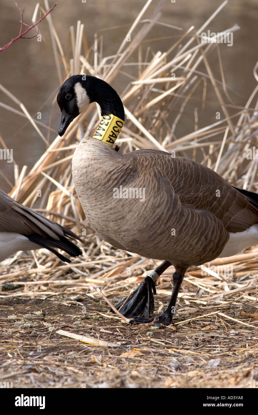 A canada goose with a tag around it s neck Stock Photo - Alamy