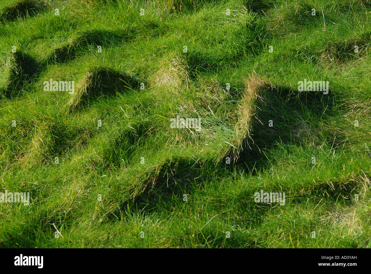 Rough, dense grass of cliff top flattened by wind and rain Stock Photo