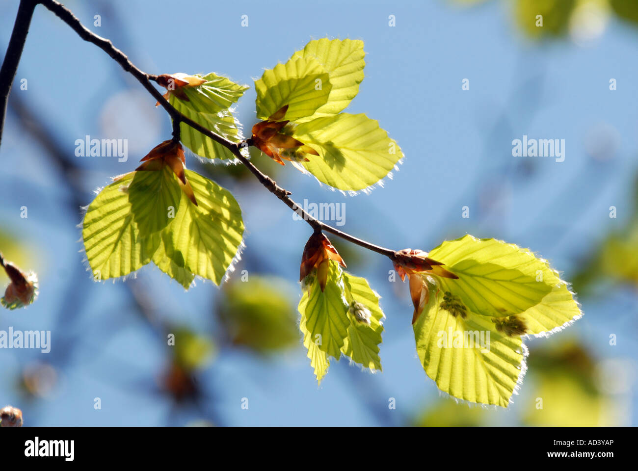 Beech leaves looking delicate and fresh in spring Stock Photo