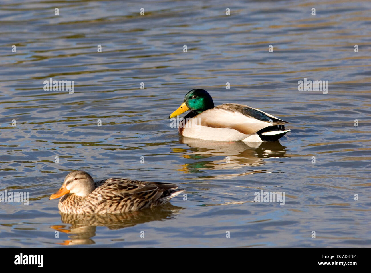Male and female mallard ducks swimming  Stock Photo