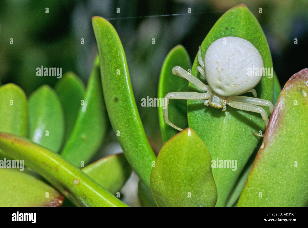 White Crab Spider Poisonous