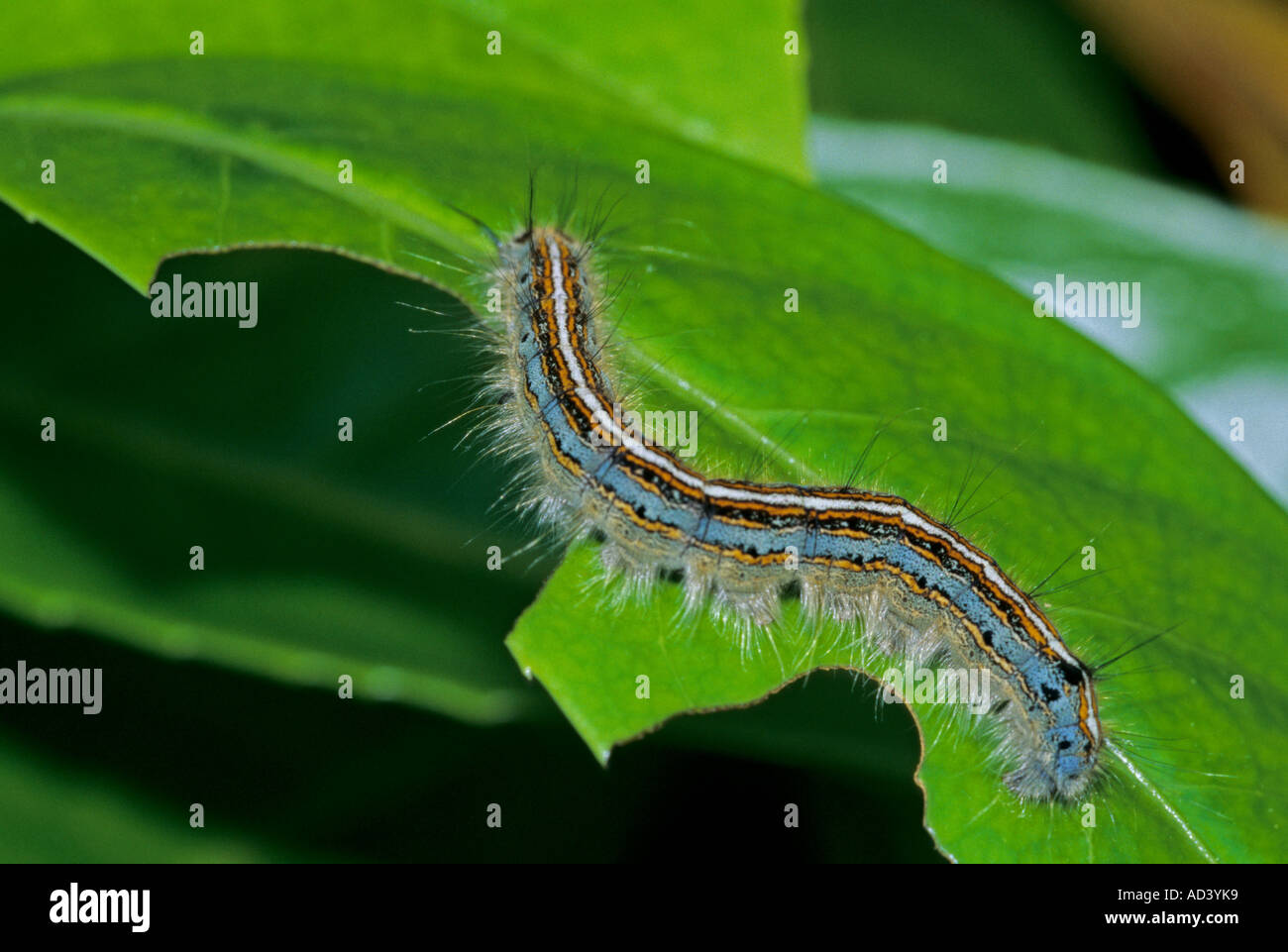 Defoliating insect hi-res stock photography and images - Alamy